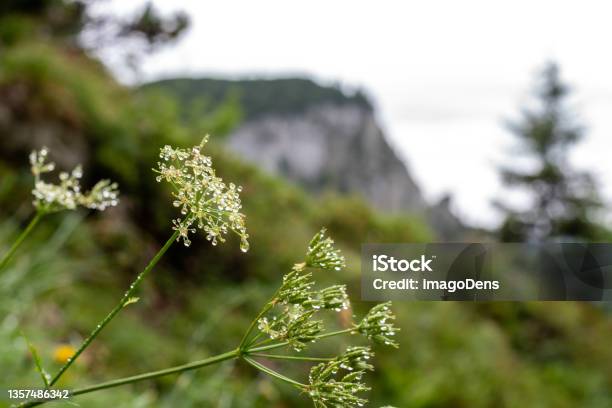 Hiking The Bavarian Alps Around Lenggries Village Stock Photo - Download Image Now - Autumn, Bavaria, Close-up