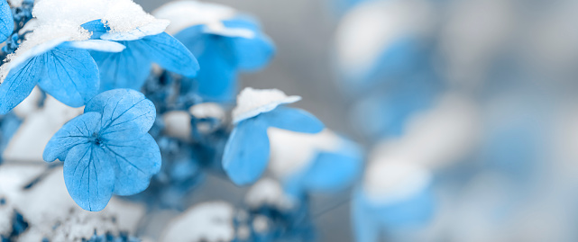 Dry flowers of hydrangea covered by snow on a defocused garden background. Toned image, space for copy.