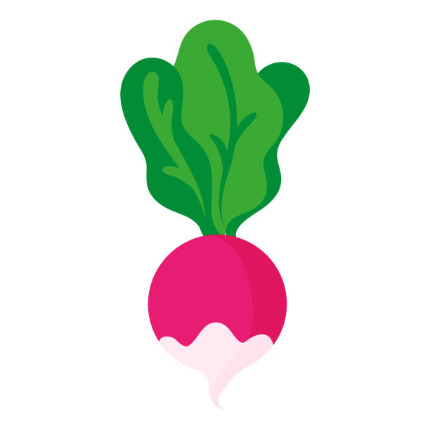 bildbanksillustrationer, clip art samt tecknat material och ikoner med vector cartoon fresh radish vegetable. - radishes