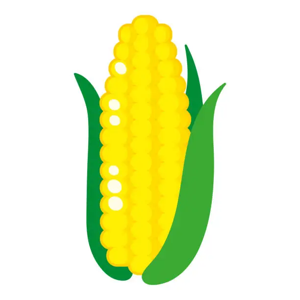 Vector illustration of Vector cartoon fresh corn vegetable.