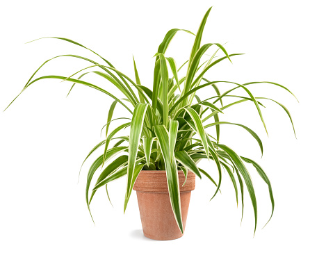 Spider plant in vase isolated on white background