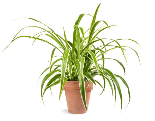 Spider plant in vase Spider plant in vase isolated on white background spider plant photos stock pictures, royalty-free photos & images