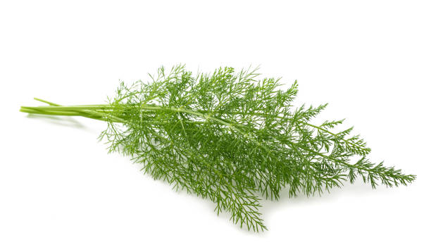 finocchio fresco - fennel dill flower isolated foto e immagini stock