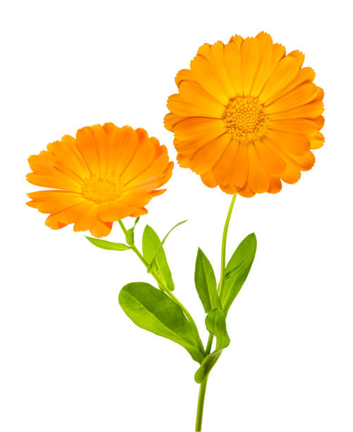 Marigold plant with flowers Marigold plant with flowersisolated on white background pot marigold stock pictures, royalty-free photos & images