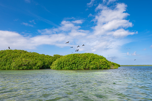 bird frigate over the island