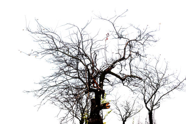 árbol dañado - tree branch burnt silhouette fotografías e imágenes de stock