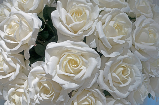 Background of gentle white flowers roses.White roses - floral background.