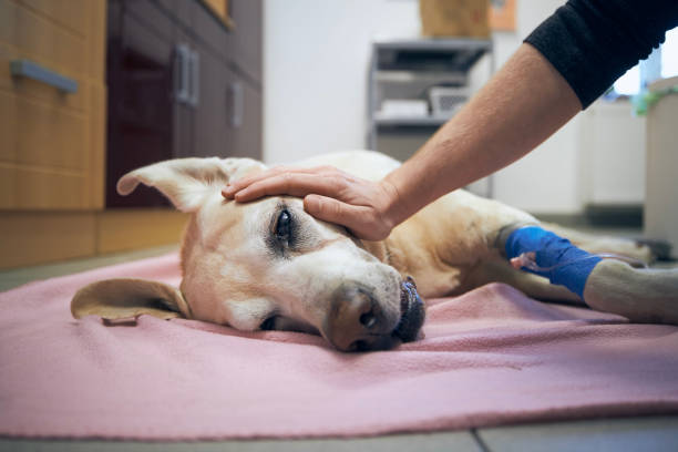 7,428 Pet Emergency Stock Photos, Pictures & Royalty-Free Images - iStock | Pet emergency kit, Pet emergency kit icons, Pet emergency icon 7,428 Pet Emergency Stock Photos, Pictures & Royalty-Free Images - iStock | Pet emergency kit, Pet emergency kit icons, Pet emergency icon