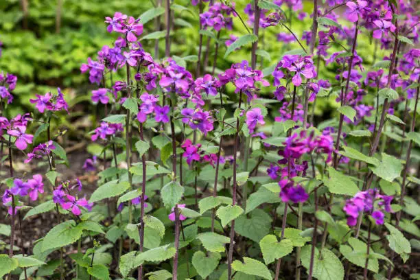 Lunaria annua, annual honesty flowers (Silver Dollar, Money Plant), flowering plant in the family Brassicaceae, native to the Balkans and south west Asia