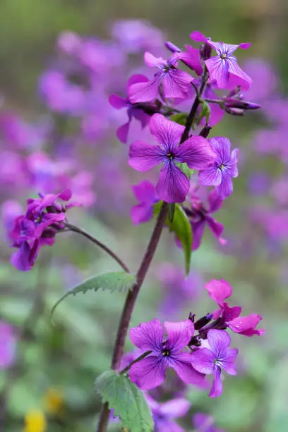 Lunaria annua, annual honesty flowers (Silver Dollar, Money Plant), flowering plant in the family Brassicaceae, native to the Balkans and south west Asia