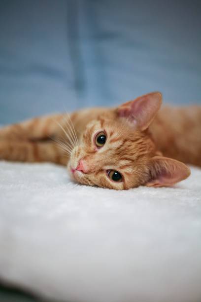istock sweet cute ginger  kitten 1357495136