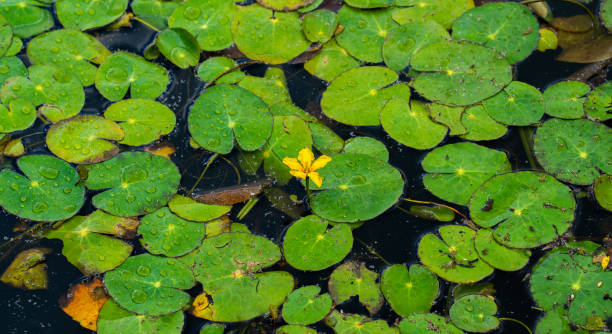 Close up of Fringed water-lily (Nymphoides peltata) Plants growing in the wild in the Netherlands peltata stock pictures, royalty-free photos & images
