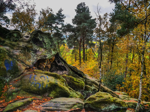 randonnée dans les bois près d’ibbenbueren - ibbenbüren photos et images de collection