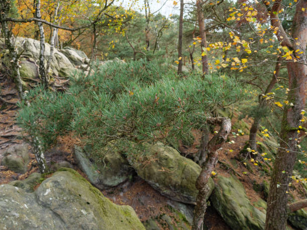 randonnée dans les bois près d’ibbenbueren - ibbenbüren photos et images de collection