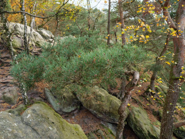 hiking in the woods near ibbenbueren - ibbenbüren imagens e fotografias de stock