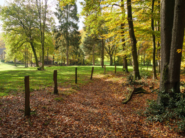 randonnée dans les bois près d’ibbenbueren - ibbenbüren photos et images de collection