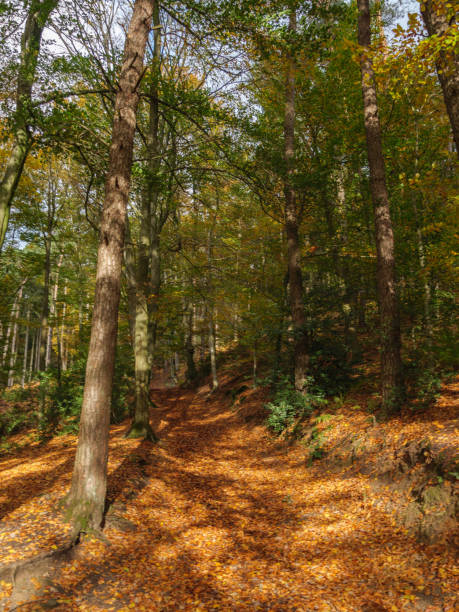 randonnée dans les bois près d’ibbenbueren - ibbenbüren photos et images de collection