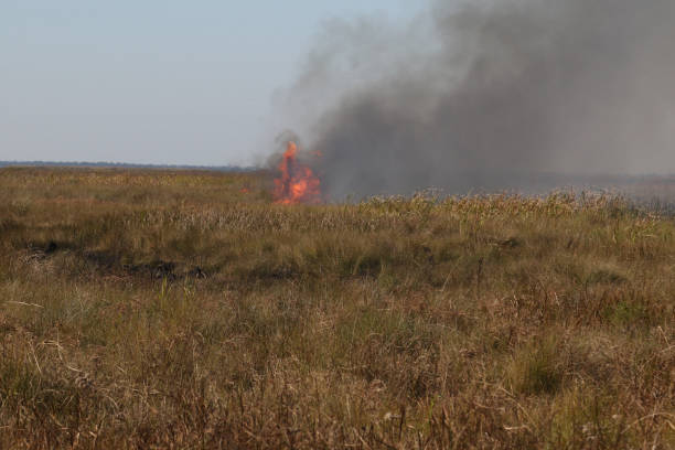 istock Controlled burn at Anahuac National Wildlife Refuge, Texas 1357497193