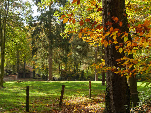 hiking in the woods near ibbenbueren - ibbenbüren imagens e fotografias de stock