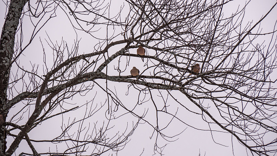 Low angle view of three evening doves sitting on a tree branch on a cold December afternoon with a cloudy sky in the background.