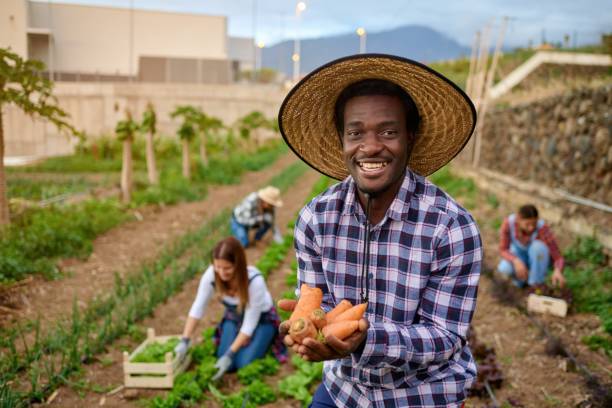 istock Smiling black harvester with fresh carrots on plantation 1357498244