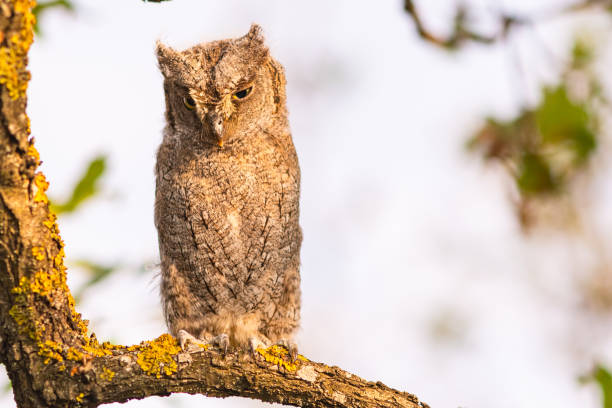 istock Eurasian scops owl Otus scops, in the wild 1357498858