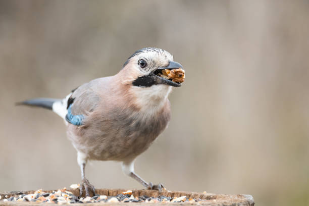Eurasian jay Garrulus glandarius in the wild. The bird is sitting on a stump with a nut in its beak.