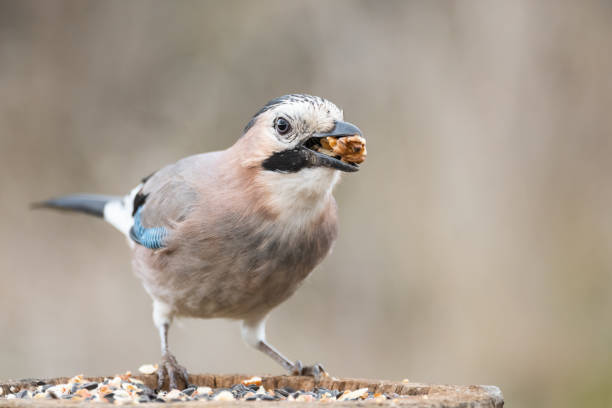 Eurasian jay Garrulus glandarius in the wild Eurasian jay Garrulus glandarius in the wild. The bird is sitting on a stump with a nut in its beak. eurasian jay photos stock pictures, royalty-free photos & images