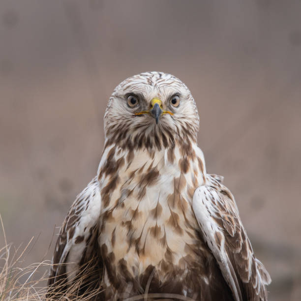 Rough-legged buzzard in nature habitat Close up
