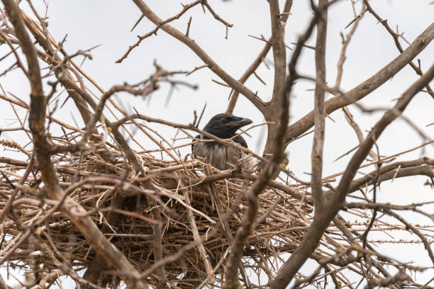 corvo incappucciato corvus cornix in natura - crows nest foto e immagini stock
