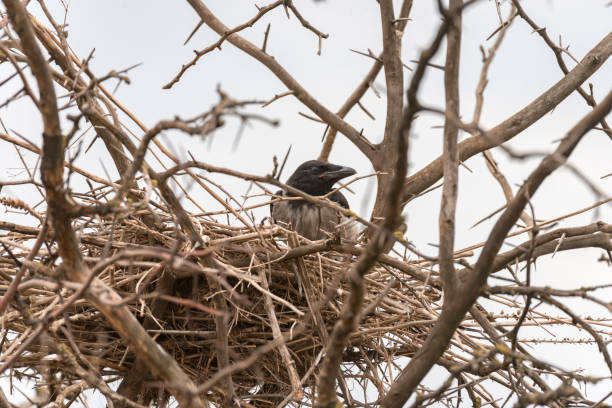 Two adult crows feeding young birds in the nest