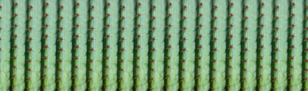 modello panoramico di cactus per sfondo - cactus thorns foto e immagini stock