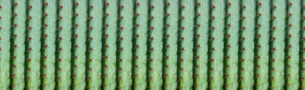 背景のためのパノラマサボテンパターン - cactus thorns ストックフォトと画像