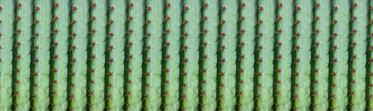 panoramic cactus pattern for background