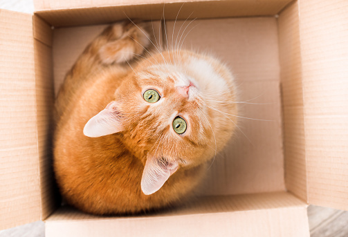 domestic ginger cat in a box, top view
