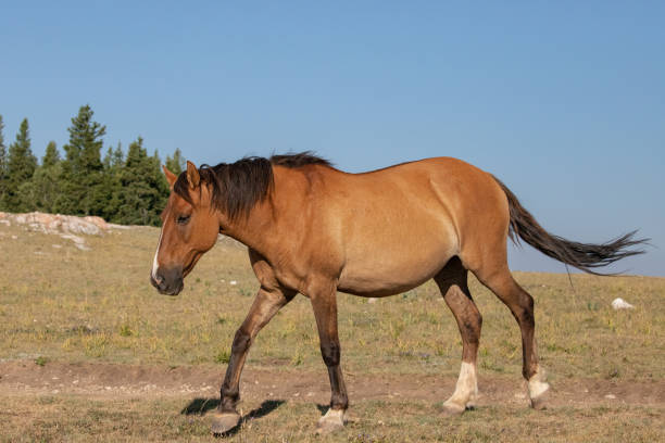 jument wild horse de couleur dun gravide dans la chaîne de chevaux sauvages des montagnes pryor dans le wyoming aux états-unis - corps dun animal photos et images de collection