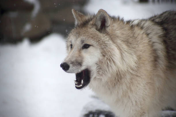 istock close up portrait of polar wolf 1357502072