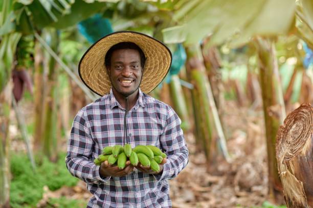 istock Smiling black farmer with fresh bananas on plantation 1357503378