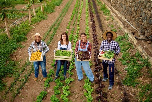 From above of cheerful diverse harvesters with fruits and vegetables in containers looking at camera on farmland