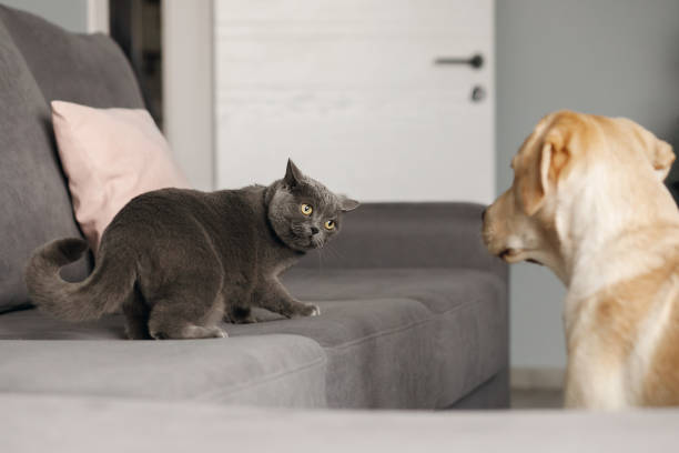 un gato británico gris se ve cauteloso ante un labrador que vive juntos, el primer plano está borroso - cat fight fotografías e imágenes de stock