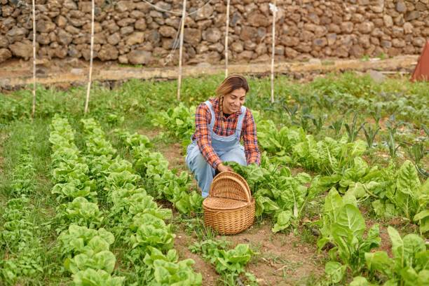 istock Smiling farmer harvesting green lettuce in countryside 1357507166