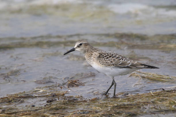 istock Baird's Sandpiper (calidris bairdii) standing in a messy wetland 1357508942