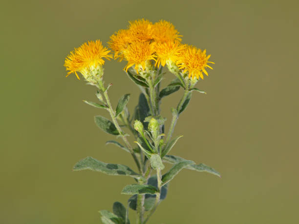 Yellow flower of German elecampane. Inula Germanica Yellow flower of German elecampane plant. Inula Germanica inula stock pictures, royalty-free photos & images