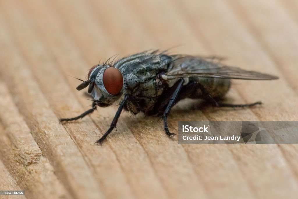 Extreme closeup of common housefly standing on textured wood Macro photo of house fly at rest on wood table top Housefly Stock Photo