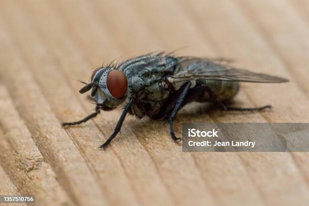 Extreme Closeup Of Common Housefly Standing On Textured Wood Stock Photo - Download Image Now