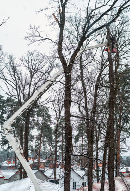 istock Pruning tall trees in winter with a hydraulic lift platform truck 1357510936