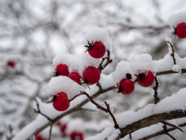 istock Rosehip in the snow. Rosehip berries in winter 1357512594