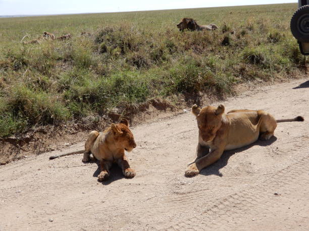 istock Two female lions 1357515299