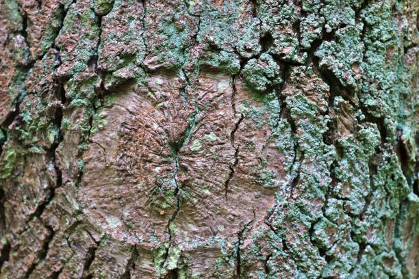 istock Close up at very detailed tree bark texture in high resolution. 1357515365