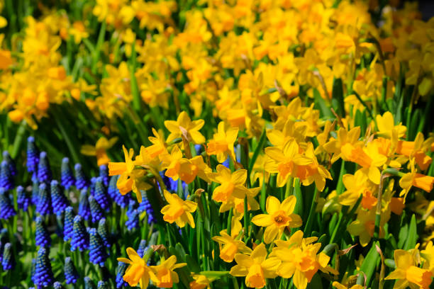 Daffodils flowers stock photo